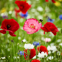 Buy canvas prints of wild flowers and Poppies by Simon Johnson