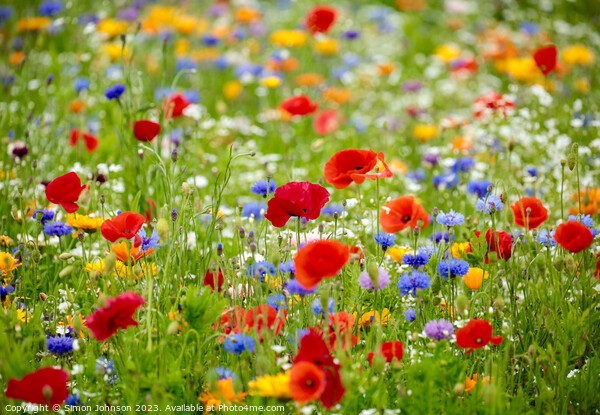 wild flower  field Picture Board by Simon Johnson