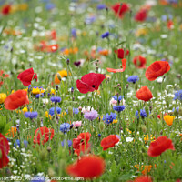 Buy canvas prints of poppy and wild flower meadow field by Simon Johnson