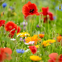 Buy canvas prints of Poppies and wild flowers by Simon Johnson