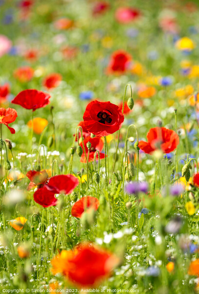 poppy field Picture Board by Simon Johnson