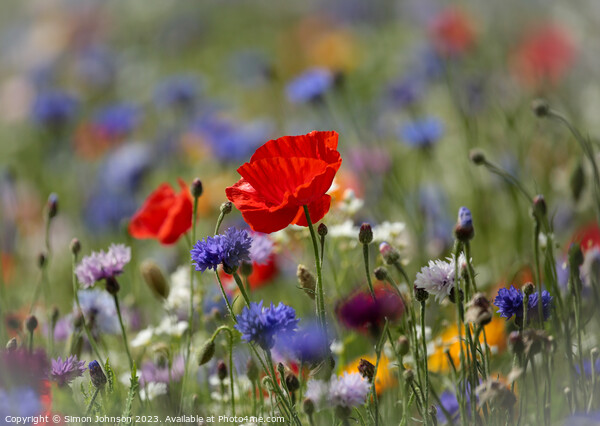 Poppy in wild flower meadow flower Picture Board by Simon Johnson
