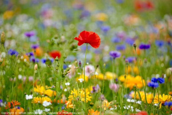 Poppy and wildflowers Picture Board by Simon Johnson