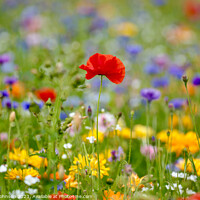 Buy canvas prints of Poppy and wildflowers by Simon Johnson