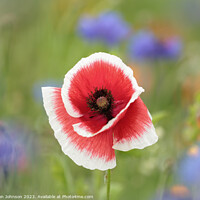 Buy canvas prints of Poppy flower by Simon Johnson