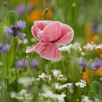 Buy canvas prints of Poppy flower  by Simon Johnson