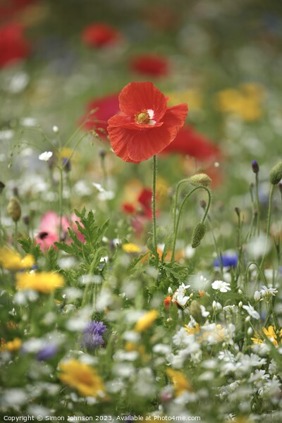 Plant flower Picture Board by Simon Johnson