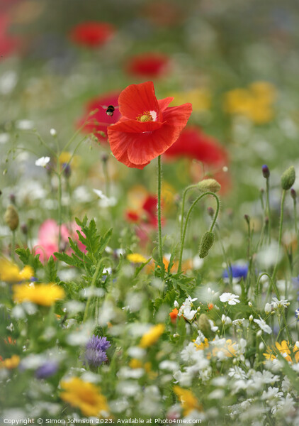 A close up of a flower Picture Board by Simon Johnson