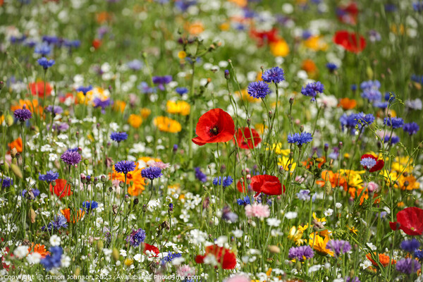 Poppy  and wild flower field Picture Board by Simon Johnson