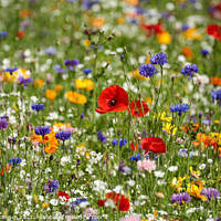 Buy canvas prints of Poppy  and wild flower field by Simon Johnson