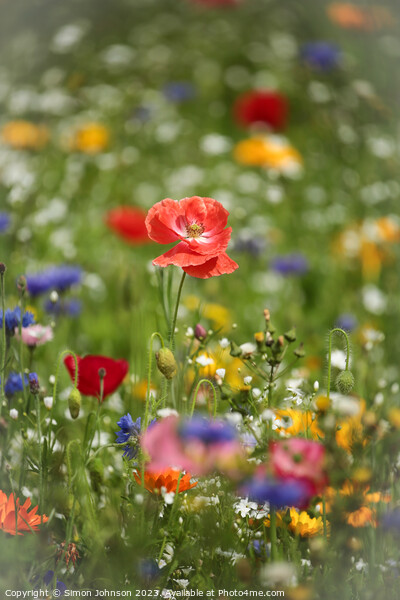 poppy and wild flowers Picture Board by Simon Johnson