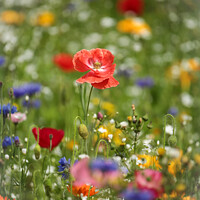 Buy canvas prints of poppy and wild flowers by Simon Johnson