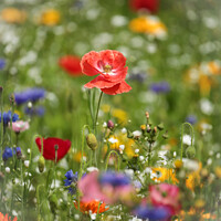 Buy canvas prints of Poppy and wild flowers by Simon Johnson