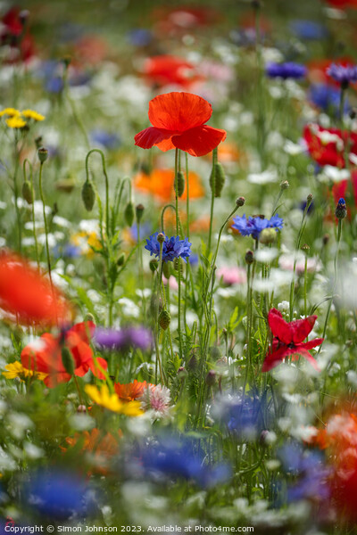 Vibrant Splendour Revealed: Microcosmic Floral Stu Picture Board by Simon Johnson