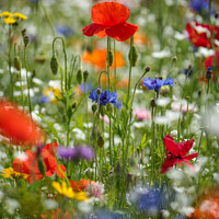 Buy canvas prints of Vibrant Splendour Revealed: Microcosmic Floral Stu by Simon Johnson