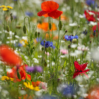 Buy canvas prints of poppies and wild flowers by Simon Johnson