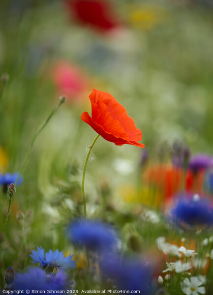 wind blown Poppy flower Picture Board by Simon Johnson
