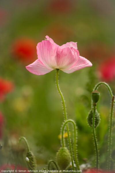 pink Poppy Picture Board by Simon Johnson