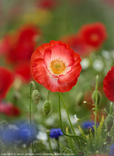 Prominent Poppy flower Picture Board by Simon Johnson