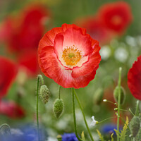 Buy canvas prints of Prominent Poppy flower by Simon Johnson