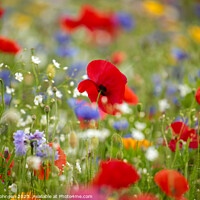 Buy canvas prints of wild flower meadow with Poppy by Simon Johnson