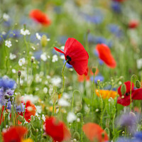 Buy canvas prints of Poppy and wild flowers by Simon Johnson