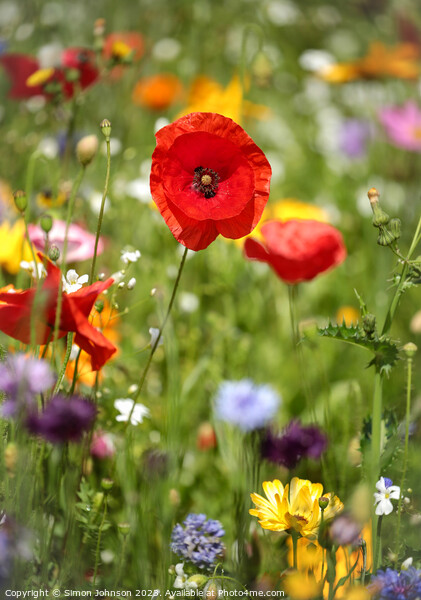 Poppy and wild flower meadow Picture Board by Simon Johnson