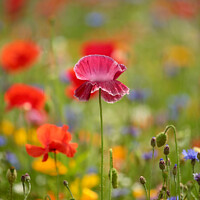 Buy canvas prints of Intimate Glimpse of Blossoming Coquelicot by Simon Johnson