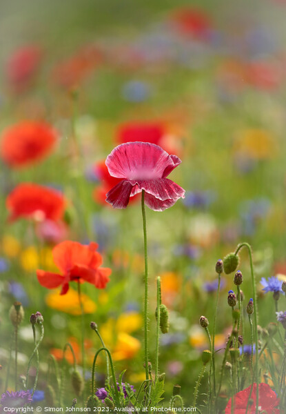 Close Encounter with Vibrant Poppy Picture Board by Simon Johnson