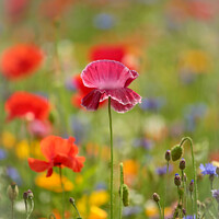 Buy canvas prints of Close Encounter with Vibrant Poppy by Simon Johnson