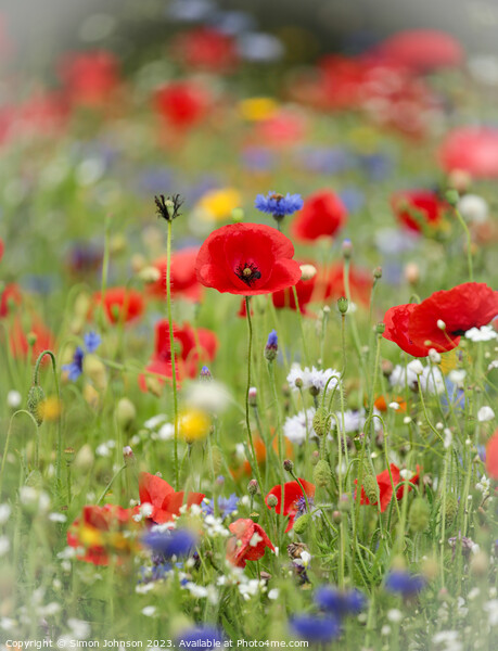 Vibrant Meadow's Floral Ensemble Picture Board by Simon Johnson