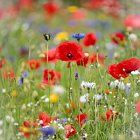 Buy canvas prints of Vibrant Meadow's Floral Ensemble by Simon Johnson