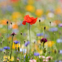 Buy canvas prints of Unveiling Nature's Delicate Corn Poppy by Simon Johnson