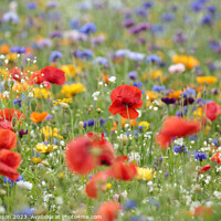 Buy canvas prints of Vibrant and Unique Wildflower Display by Simon Johnson