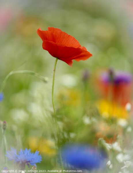  wind blown Poppy flower Picture Board by Simon Johnson