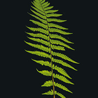 Buy canvas prints of Whispering Ferns: A Microcosm Unveiled by Simon Johnson