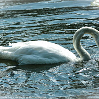 Buy canvas prints of A swan swimming in a body of water by Simon Johnson