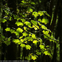 Buy canvas prints of Plant tree by Simon Johnson