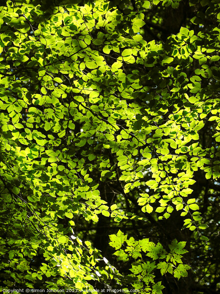 sunlit leaves Picture Board by Simon Johnson