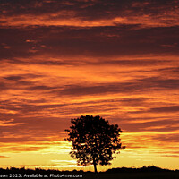 Buy canvas prints of Tree Silhouette at Sunrise by Simon Johnson