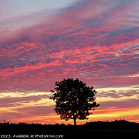 Buy canvas prints of tree silhouette sunrise by Simon Johnson