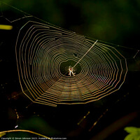 Buy canvas prints of cobweb with spider by Simon Johnson