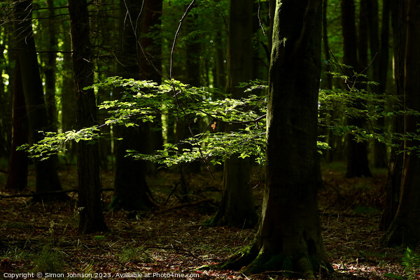 Enigmatic Forest Solitude Picture Board by Simon Johnson