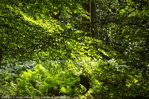sunlit leaves and ferns Picture Board by Simon Johnson