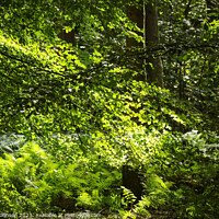 Buy canvas prints of sunlit leaves and ferns by Simon Johnson