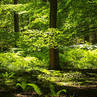 Buy canvas prints of sunlit ferns and leaves by Simon Johnson