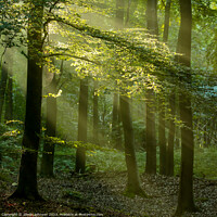 Buy canvas prints of Sunlight in the woods by Simon Johnson