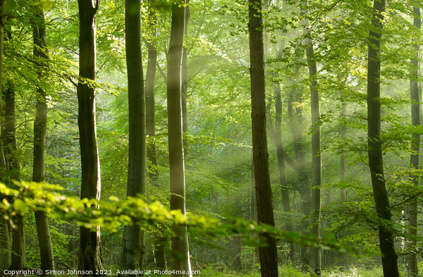 Sunlit Woodland  Picture Board by Simon Johnson