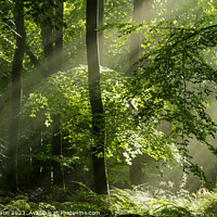 Buy canvas prints of sunlit tree and woodland  by Simon Johnson