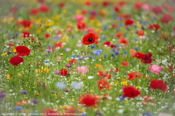  Wild flower field with Poppies Picture Board by Simon Johnson
